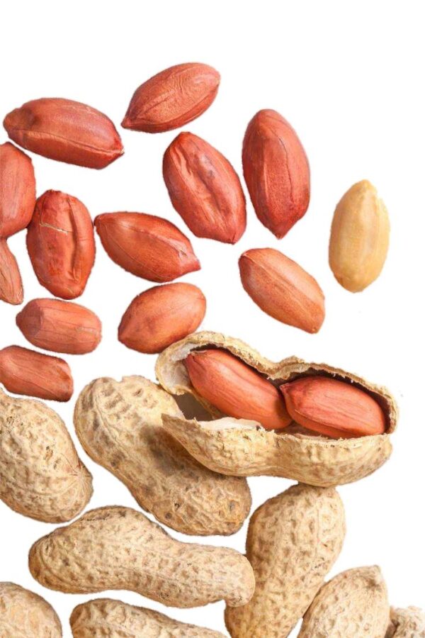 peanut بادام زمینی آستانه - تصویر 1